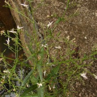 Andrographis paniculata (Burm.f.) Nees